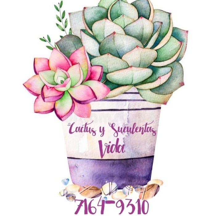 Cactus y suculentas vida